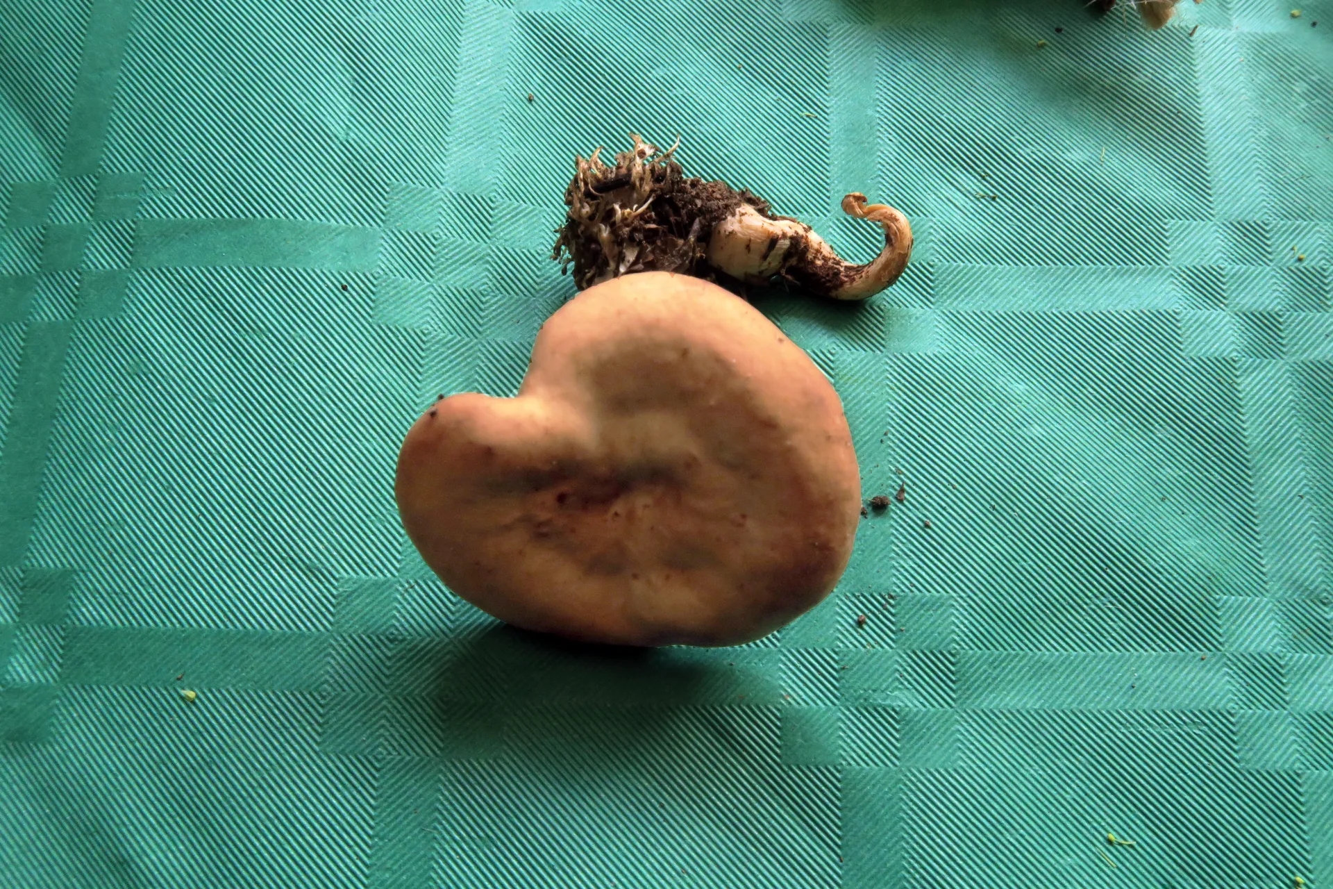 Rhizocybe vermicularis - 1 - IMG_4009